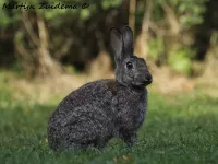 Konijn [Oryctolagus cuniculus]